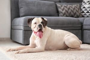Carpet Cleaning FAQ's